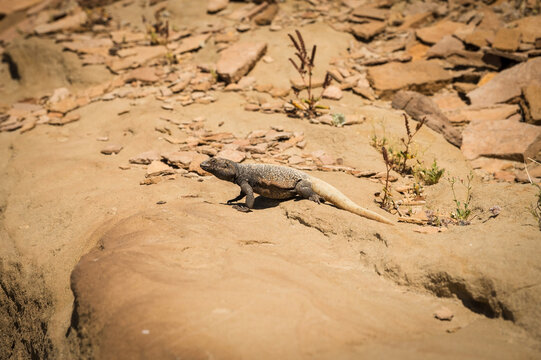 A chuckwalla lizard at the end of Hole In The Wall Road, along Highway 191 near Zabriskie Point.  Death Valley National Park, California, USA.