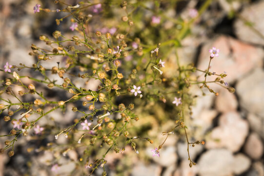 Scorpion wedding growing at the end of Hole In The Wall Road, along Highway 191 near Zabriskie Point.  Death Valley National Park, California, USA.