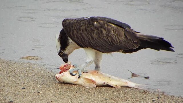 Osprey hunting scene catching prey with sharp talons. (Pandion haliaetus)