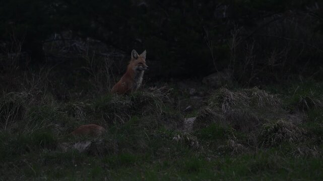 Red fox family in the spring in the Canadian Rockies at their den