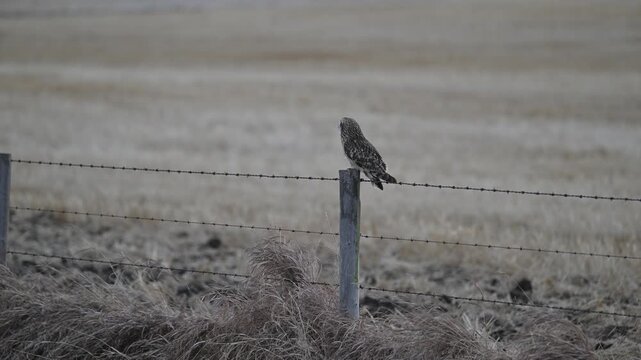 Short eared owl in the late winter