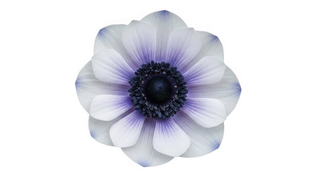 Beautiful purple and white anemone flower blooming in spring isolated on transparent background