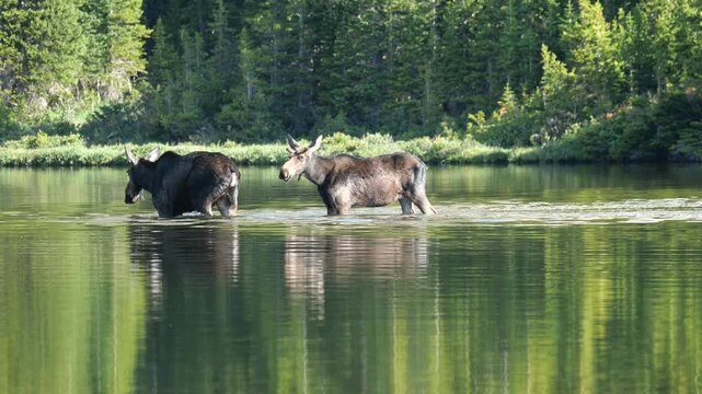 Two young moose wading through Mitchell Lake in Indian Peaks Wilderness, Colorado