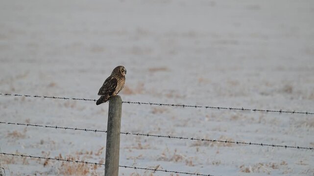 Short eared owl in the late winter