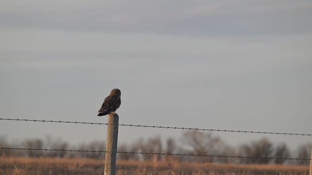 Short eared owl in the late winter