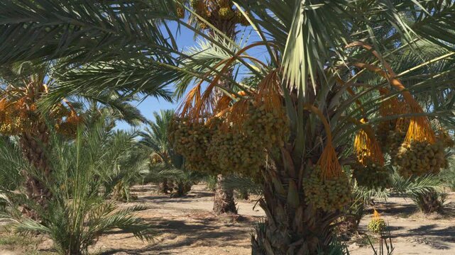 Date palm with large bunches of dates hanging in the hot sun in Thermal California 