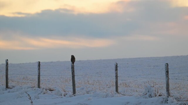 Short eared owl in the late winter