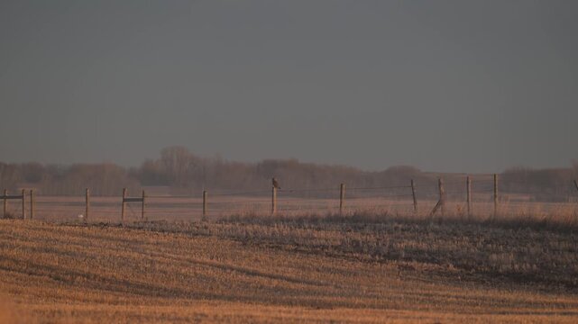 Short eared owl in the late winter