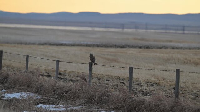 Short eared owl in the late winter