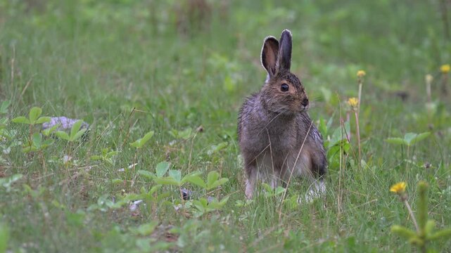 Snowshoe hare in the Canadian Rockies in the spring