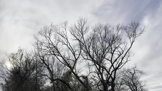 bare tree branches, cloudy sky background, dark tree silhouette, night sky background, spooky trees, moody sky, gloomy background, forest silhouette, winter trees, eerie nature, dramatic clouds, dark 