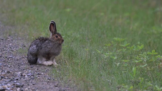 Snowshoe hare in the Canadian Rockies in the spring