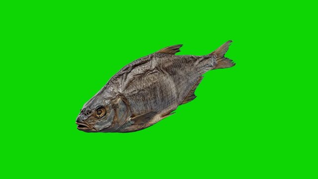 A detailed side profile view of a traditional dried salted fish, such as a bream or vobla, showing realistic scale textures and fins. Placed against a flat chroma key green screen background, this cur