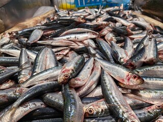 Fototapeta premium fresh fish on ice sardines after being caught by fishermen.