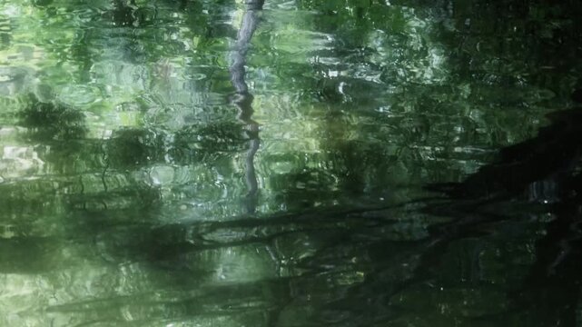 Peaceful Forest Waterside with Water Striders and Green Tree Reflections	