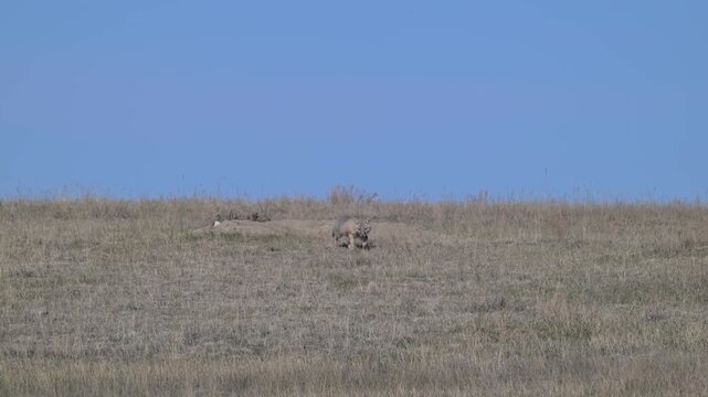 Swift fox at their den in the spring in the Canadian prairies