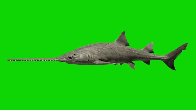 A realistic 3D animated sawfish shark gliding smoothly forward from right to left. The marine animal is isolated on a solid green screen backdrop for effortless chroma keying.