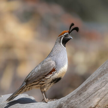Male Gambell's Quail in Arizona