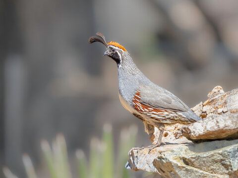 Male Gambell's Quail in Arizona