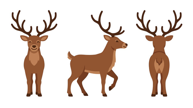 Collection of deer illustrations showing front, side, and back views of a majestic stag with impressive antlers, perfect for wildlife and nature designs