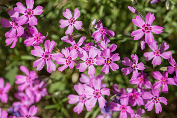 Fototapeta premium Close-up of small pink phlox flowers blooming in bright sunlight, with green foliage and a soft natural bokeh background.