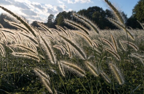 Golden foxtail barley grass field with morning dew at sunrise