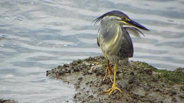 Endangered Striated Heron (Butorides striata) limping from an injury, in Japan, preening