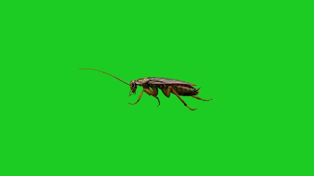 A detailed 3D animated cockroach crawls forward with long antennae twitching, framed from a profile perspective. Set against a flat chroma key green screen, this insect asset is ideal for sanitation m