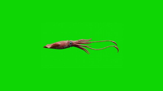 A detailed 3D rendered red squid or cuttlefish swims fluidly in a side profile view, trailing its long tentacles behind. Positioned against a flat chroma key green screen backdrop, this cephalopod ass