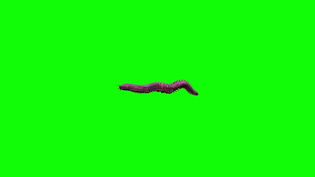 A photorealistic 3D rendered red earthworm crawls slowly in a side profile view. Set against a solid chroma key green screen background, this detailed invertebrate insect asset is ideal for nature doc