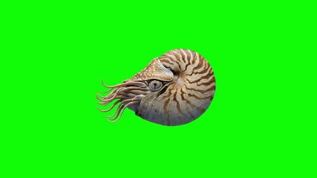 A detailed 3D animated nautilus cephalopod mollusk swims steadily in a side profile view, extending its small tentacles from its spiral shell. Set against a solid chroma key green screen, this marine 
