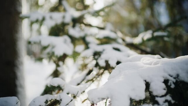 Winter forest scene with snow-covered fir tree branches and soft sunlight.