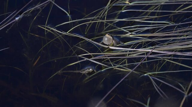 Wood frogs in the spring during mating season