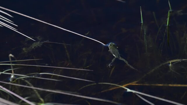 Wood frogs in the spring during mating season