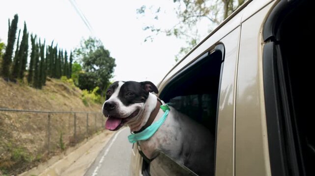 Pitbull dog riding in car looking out from car window. Happy pet enjoy travel adventure