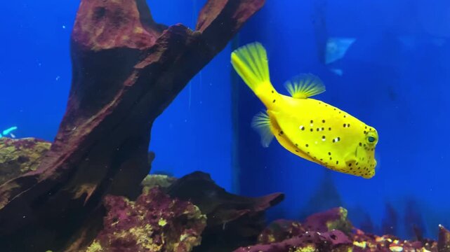 Yellow boxfish swimming in modern aquarium with vibrant blue background.
