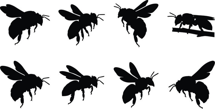  Set of flying and crawling bee silhouettes showing diverse insect poses and wing positions isolated on white background