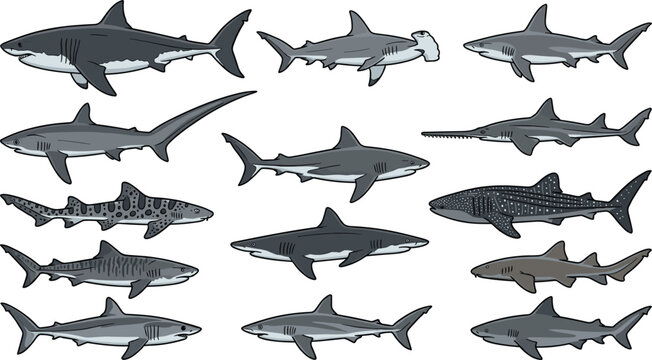 Shark Species Vector Icon Set Featuring Great White, Hammerhead, Whale Shark, Thresher, Tiger, and Sawshark for Marine Biology Education and Marine Life Designs
