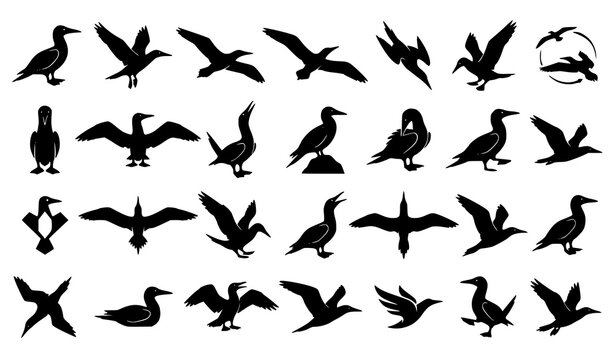 Minimal Flying Blue Footed Booby Bird Silhouette Vector Collection with Modern Seabird Designs for Logo Branding and Nature Graphics