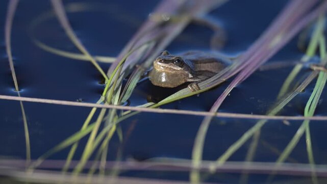 Wood frogs in the spring during mating season