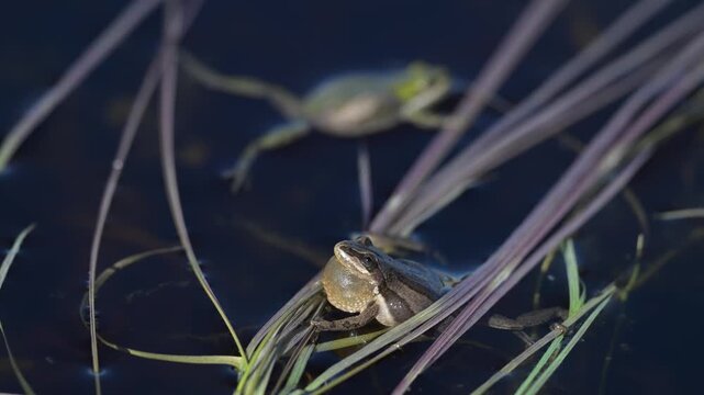Wood frogs in the spring during mating season