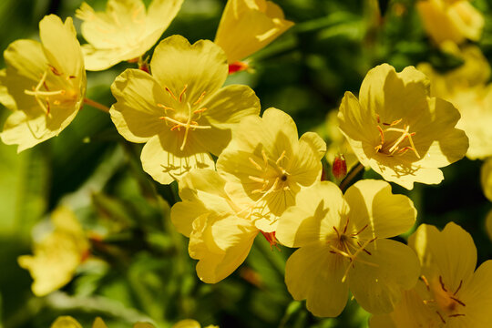 Close-up of Pale Yellow Evening Primrose Flowers in Summer Garden