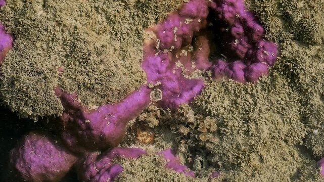 Purple Sponge Growing Across Coral Rock at Low Tide