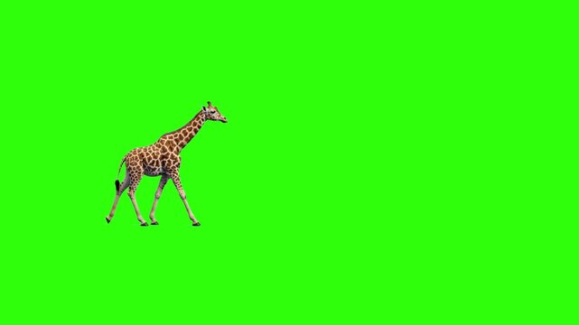 A tall, photorealistic 3D animated giraffe walks gracefully across a solid chroma key green screen background. This highly detailed herbivore asset with realistic spot patterns is optimized for nature