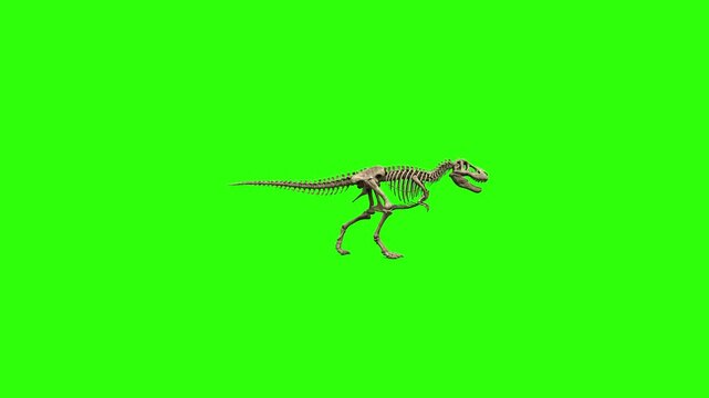 A highly detailed 3D animated skeleton of a theropod Tyrannosaurus Rex dinosaur walks forward in a profile view. Set against a solid chroma key green screen backdrop, this fossil specimen asset is per