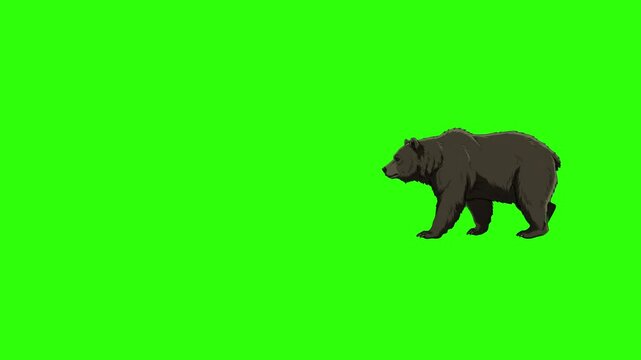 A flat vector-style black bear character is animated walking in profile against a bright chroma key green screen backdrop. Perfect for easy editing, layering, and video composition in family-friendly 