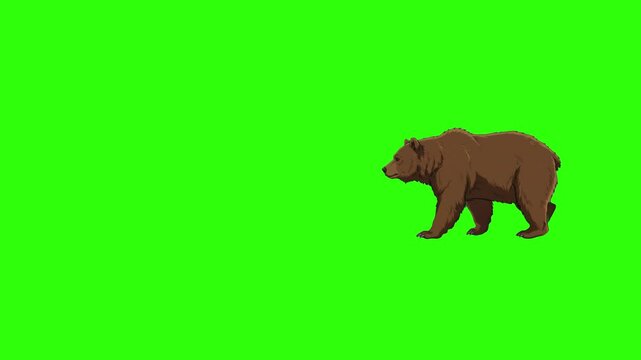 A stylized 2D animated brown bear walks slowly from right to left across the frame. Set against a solid chroma key green screen background, this clean vector-style character asset is ideal for childre