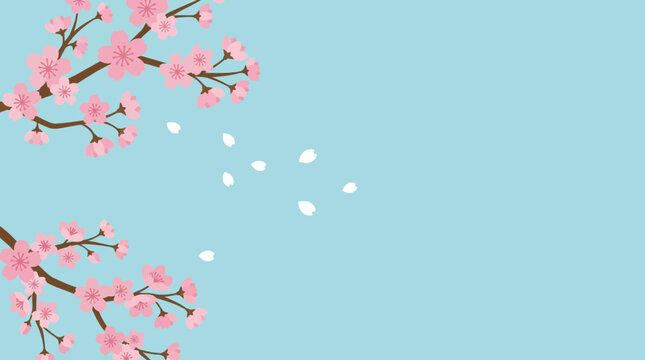 Minimalist cherry blossom sakura branches with falling petals on light blue background spring floral illustration