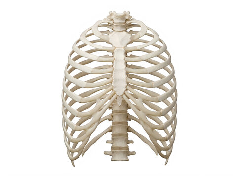 Human rib cage skeleton model showing the chest bones and rib structure