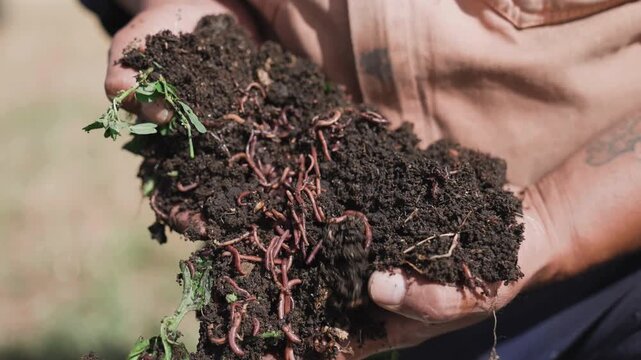 Farmer hands holding worm filled soil organic vermicompost close up.
